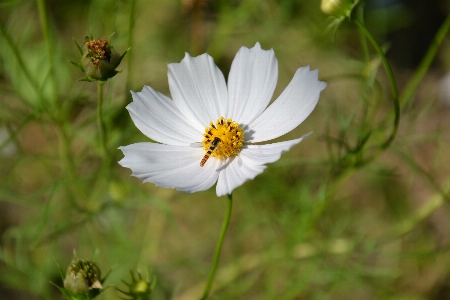 Nature blossom plant white Photo