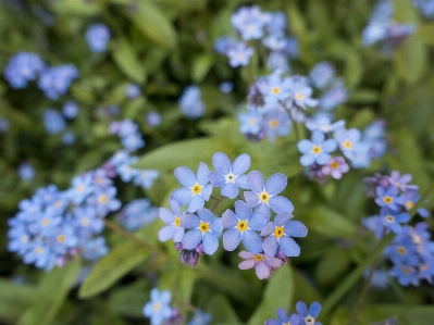 自然 花 植物 咲く 写真