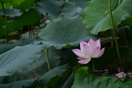 Plant leaf flower petal Photo