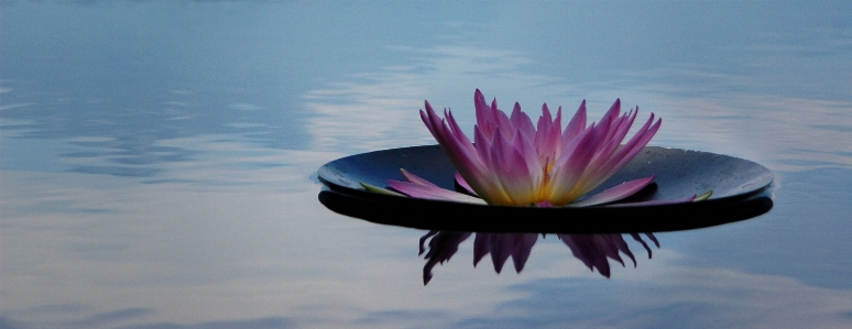 Water nature blossom plant Photo