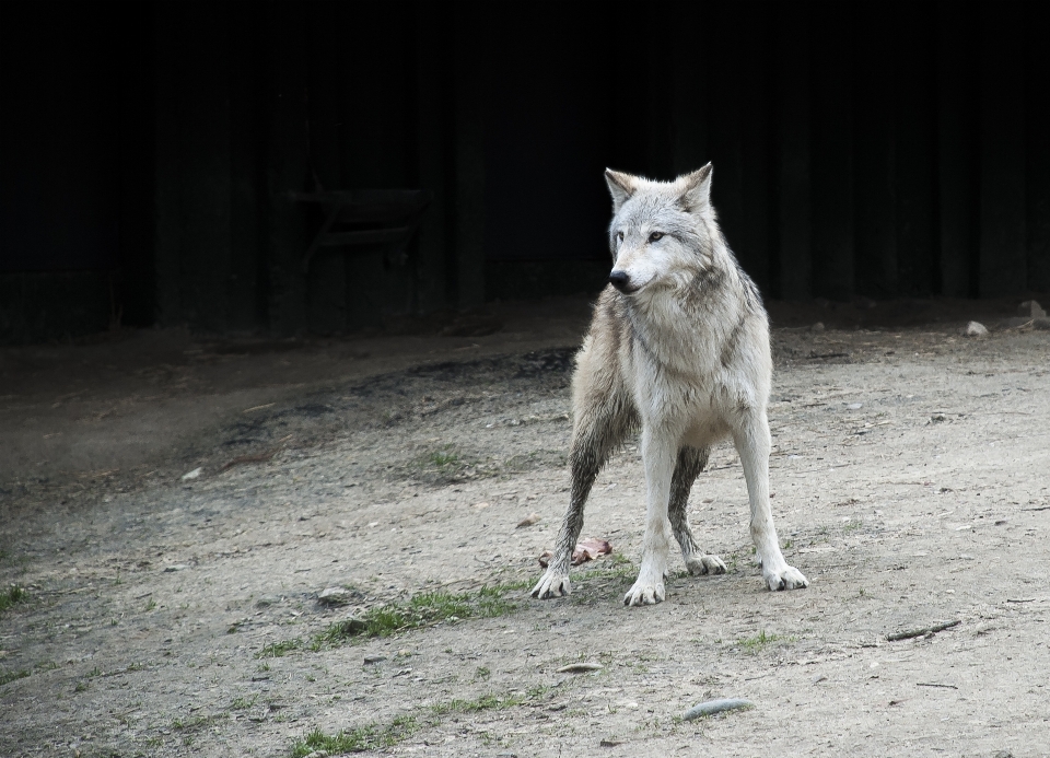 Natureza branco animal animais selvagens