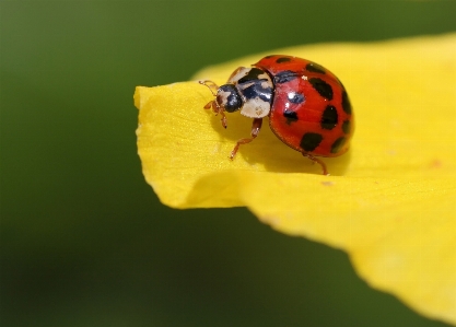 写真撮影 花 花弁 虫 写真