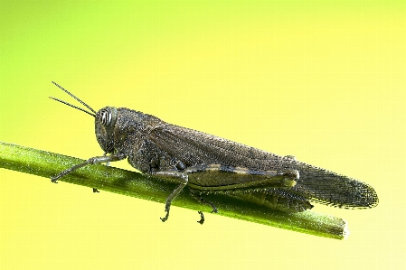 Natur flügel insekt makro Foto