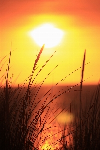 Beach sea nature grass Photo