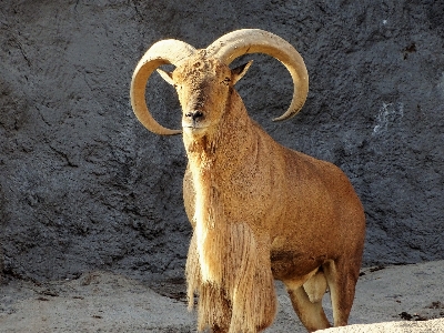 Nature hair animal cliff Photo