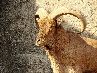 Nature hair animal cliff Photo