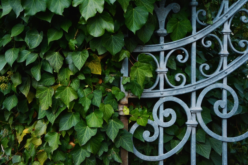 Branch fence plant leaf