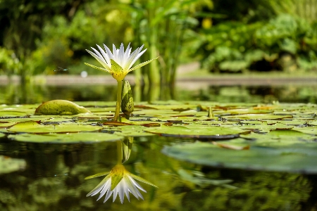 Tree water nature grass Photo