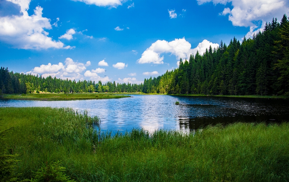 Natura trawa bagno
 pustynia
