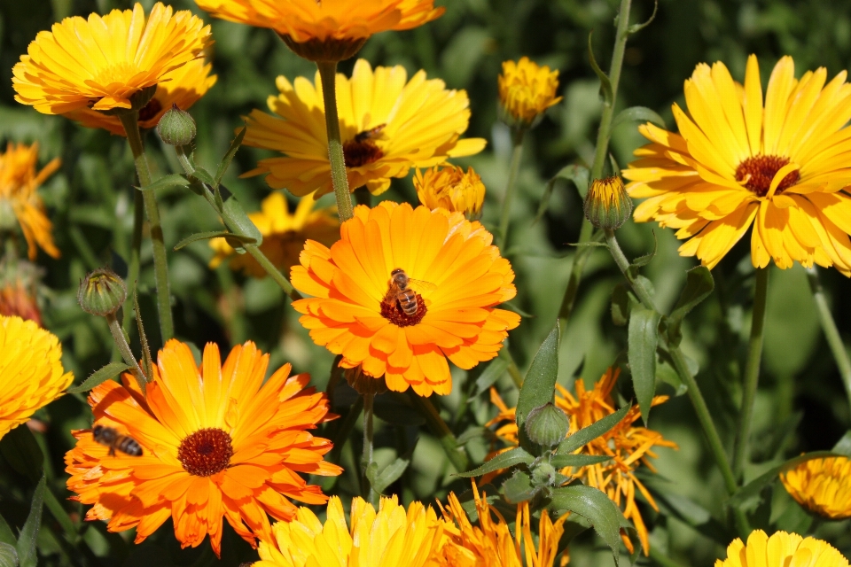 Nature plant field meadow