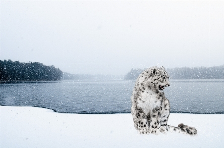 Snow winter ice sitting Photo