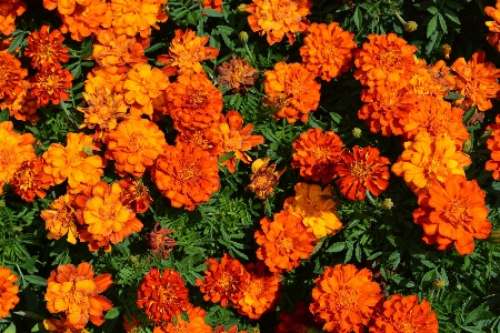 Plant flower orange herb Photo