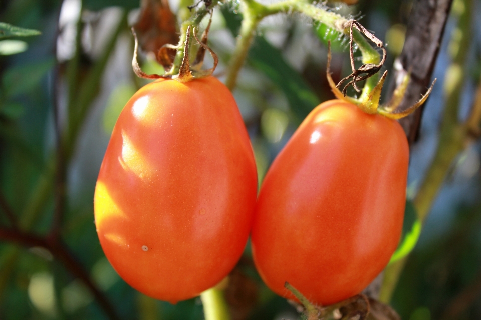 Plantar fruta flor verão