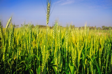 Grass plant sky field Photo