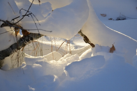 Nature forest branch snow Photo