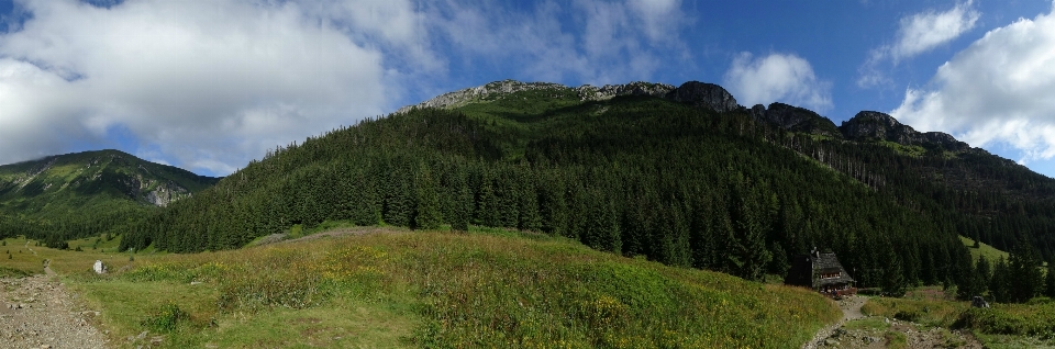 Paesaggio albero natura foresta