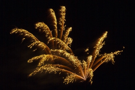 Tree branch light plant Photo