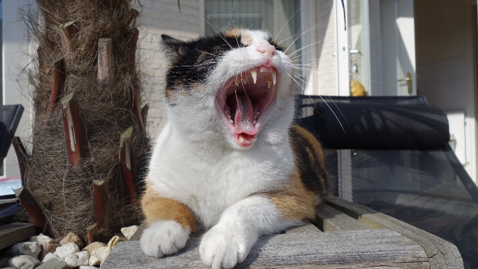 动物 宠物 猫 哺乳动物