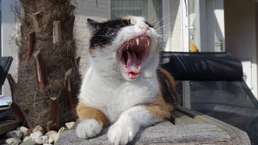 Photo Animal de compagnie chat mammifère