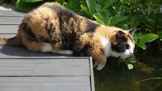 Foto Animal bicho de estimação gato mamífero