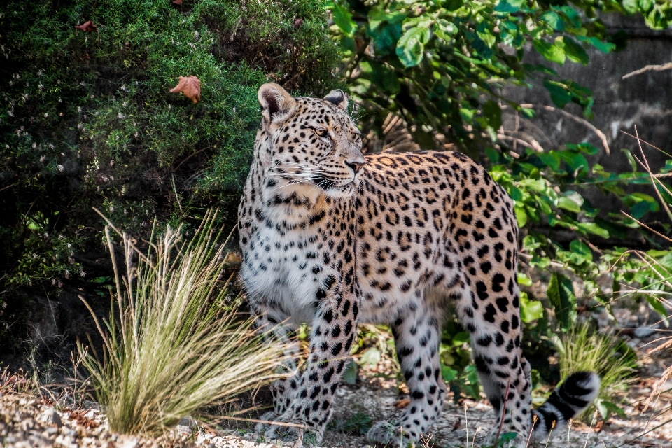 View wildlife zoo portrait