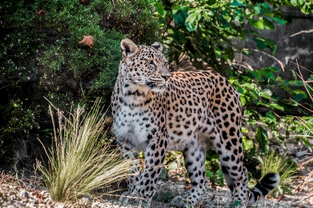 View wildlife zoo portrait Photo