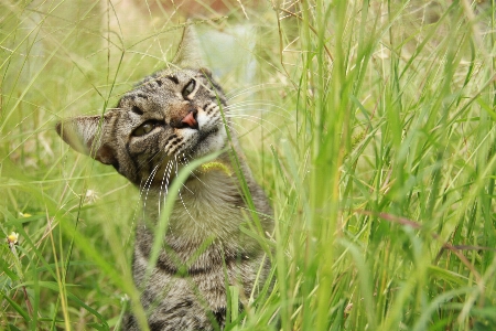 Grass prairie flower animal Photo