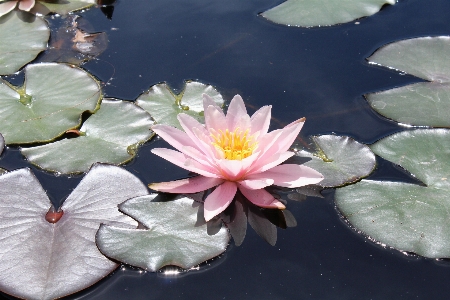 Foto Agua naturaleza florecer planta