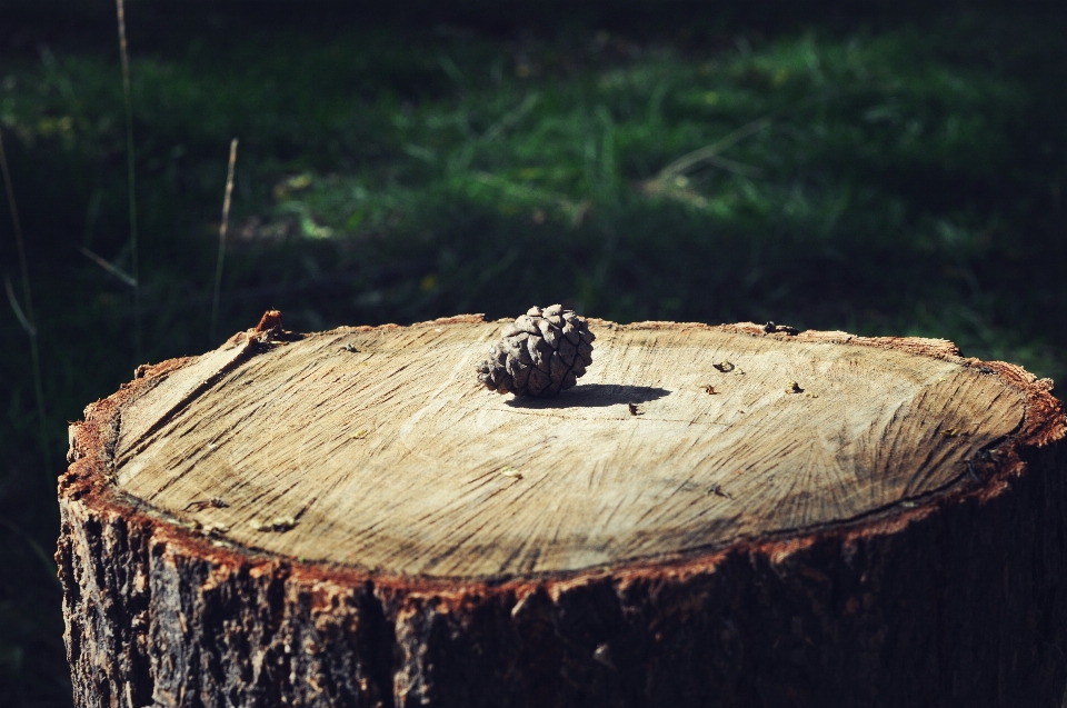 árbol naturaleza rama madera