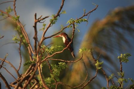 Foto árvore natureza floresta ar livre