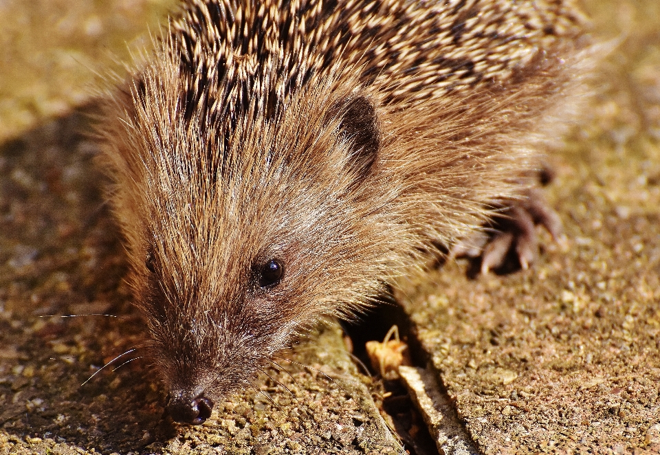 Stachelig
 tier niedlich tierwelt