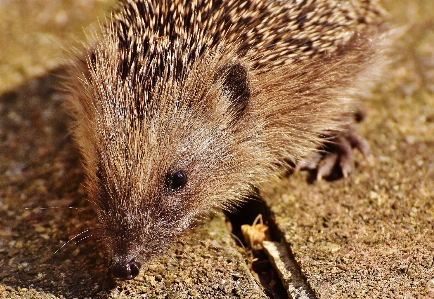 Prickly animal cute wildlife Photo