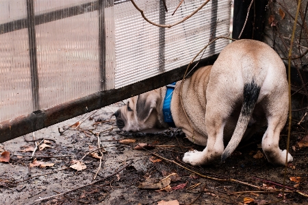 Branch puppy dog animal Photo