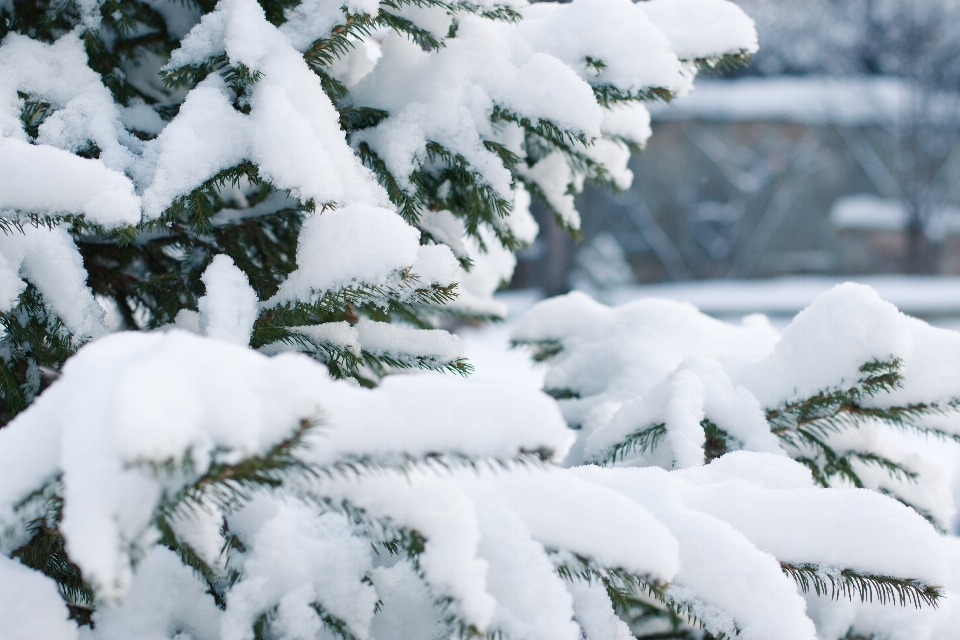 árvore natureza filial neve