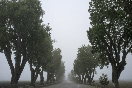 Tree nature forest plant Photo