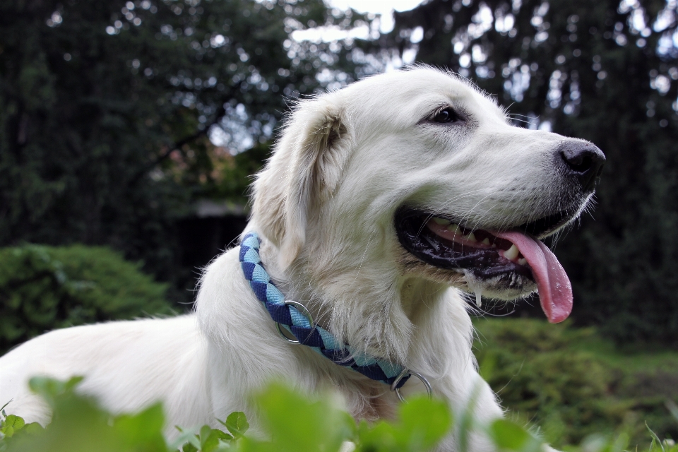 Alam anjing mamalia jenis golden retriever
