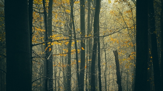 風景 木 自然 森 写真