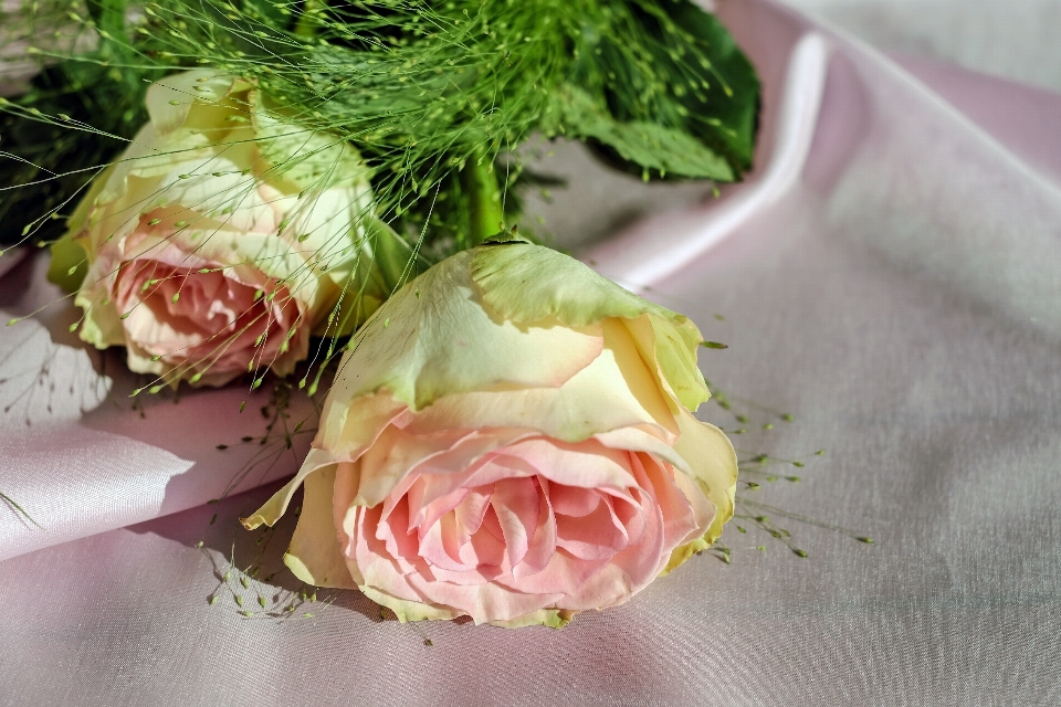 花 植物 花弁 咲く