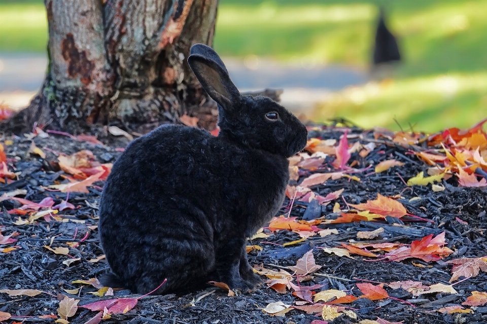 Alam rumput imut-imut melihat