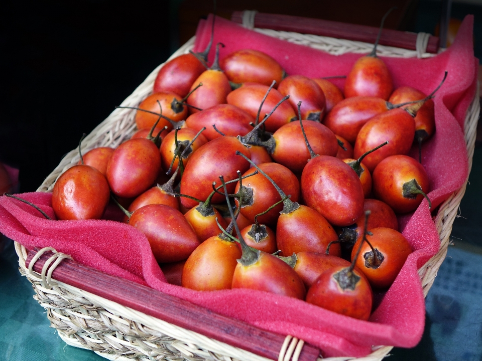 Apple plantar fruta comida