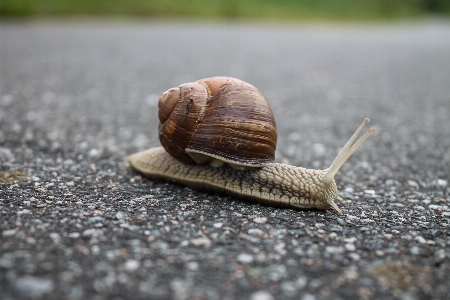 Foto Alam spiral satwa aspal
