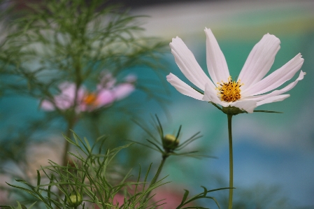 Nature grass blossom plant Photo