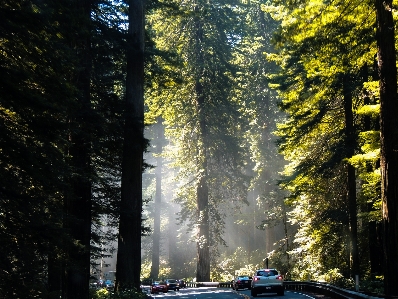 Landscape coast tree nature Photo