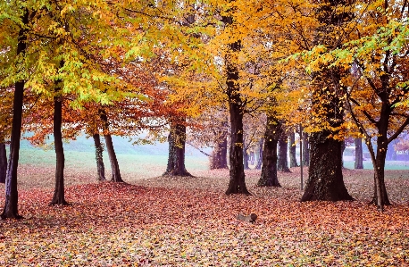 Landscape tree nature forest Photo