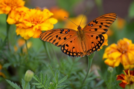 Nature blossom plant meadow Photo