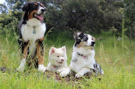 White puppy dog animal Photo