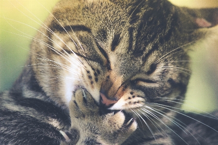 Foto Animal bonitinho bicho de estimação gatinho