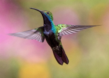 Foto Natura uccello ala animale