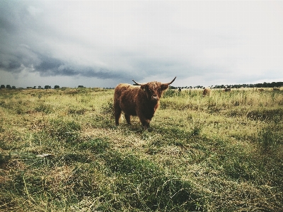 Landscape nature grass wilderness Photo