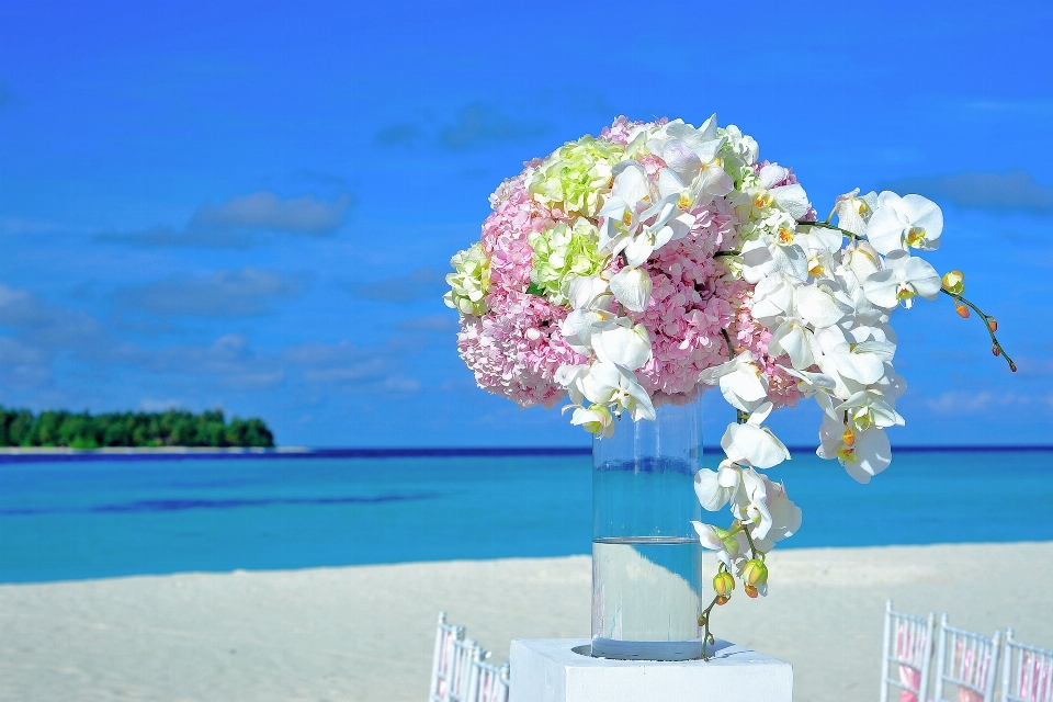 ブランチ 花 植物 写真撮影